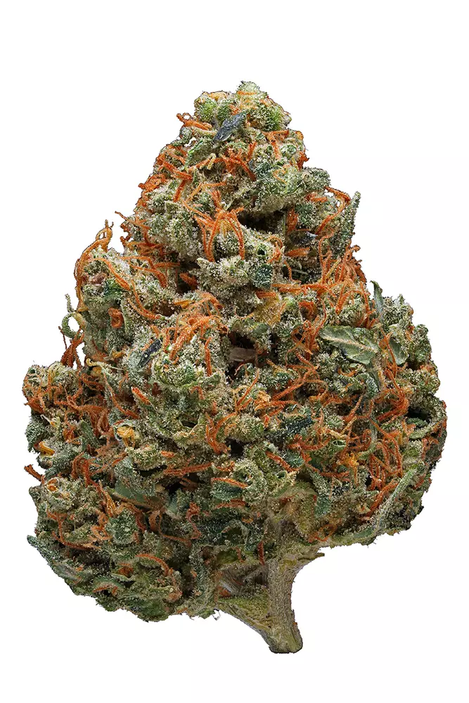 Durban-Poison-Strain.webp